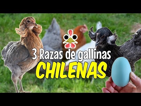 3 historic chicken breeds from Chile 🐔