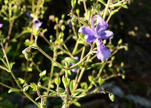 Forked Bluecurls (Trichostema dichotomum) - The Virtual UCF Arboretum