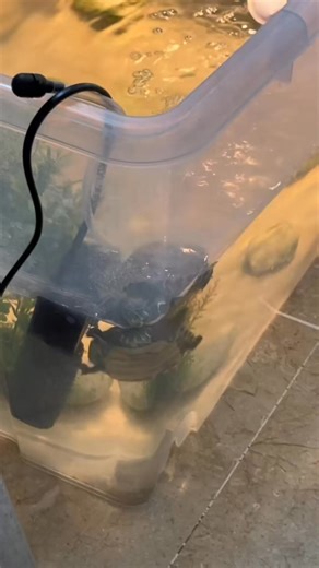 31 reactions | i have the clingiest turtles ever❤️ #turtlelover #turtletok #fypシ゚viral #fyp #turtlesoftiktok #reptile #animals #cute #turtle #turtles #tank #foryoupage #foryou #cuteness #reptilesoftiktok | TurtleNest Diaries | Facebook