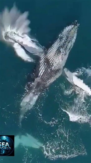 humpback whale facts❤️#seaworld#marineworld
