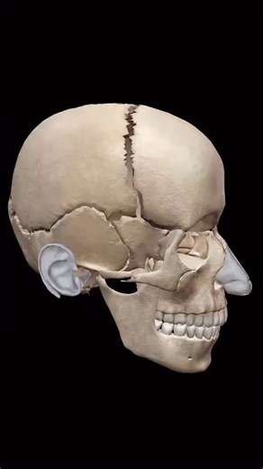 doc.sama on Instagram: "NOTICE IMPORTANTE : L’éternuement est un réflexe respiratoire violent destiné à expulser des irritants des voies aériennes supérieures. L’air est expulsé à grande vitesse (≈ 15–20 m/s, soit 50–70 km/h), générant une augmentation brutale de la pression dans les voies aériennes. En raison de cette violence mécanique, le corps a développé des réflexes protecteurs automatiques, notamment la fermeture réflexe des paupières, liée à l’activation coordonnée du nerf trijumeau. Il
