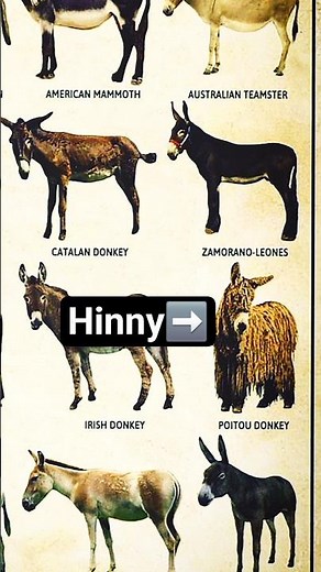 Hinny | Rare Hybrid from Myth to Reality | Types of Donkey #shorts #youtubeshorts #viral