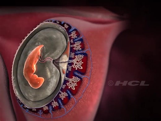 【3D演示】胚胎发育过程