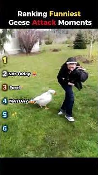 Ranking Funniest Geese Attack Moments #shorts #funny #viral