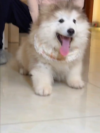Incredible Moments with Adorable Dog Drool