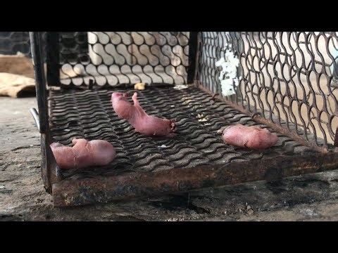 'MOUSE IN DISTRESS :The baby mouse is screaming because its leg is stuck. 😭' 