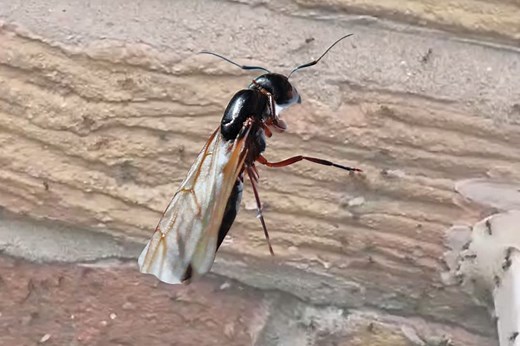 Flying Ant Day explained including when ants take flight and where they usually nest