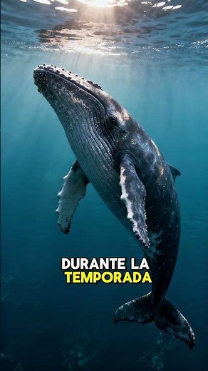 BALLENAS jorobadas: cantan canciones de HORAS 🐋
