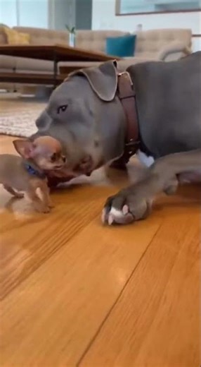 Tiny Chihuahua Tries to Intimidate Calm Giant Pitbull 😂🐶