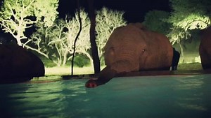 1.9M views · 139K reactions | When wild elephants turn up to your pool at night, you don’t swim...you spa | Dr Chris Brown | Facebook