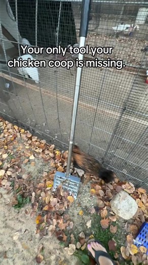 No More Bending for Chicken Poop! Why break your back when you can scoop standing up? This spring-steel poop scooper has an adjustable extender — short, tall, whatever you need. Strong enough to grab it from concrete, sand, or dirt. Chickens poop — I don’t! #chickensoftiktok #ducksoftiktok #turkeytiktok #farmtok
