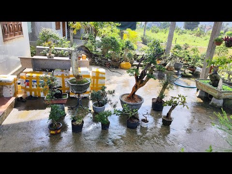 On the afternoon of January 17th (Zalo 0983733063), we have various types of bonsai trees availab...