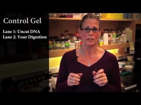 Restriction Enzyme Digest Problem: Too Many DNA Bands