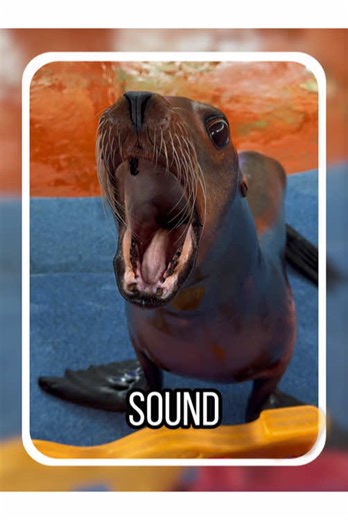 Do you know what these animals sound like? #tiktok #fyp #sound #learnontiktok #didyouknow