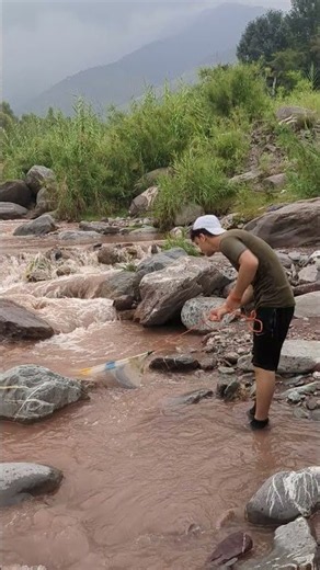 담양 영산강 관방제림 갈대밭 황금 붕어 습격? 🐟🎣