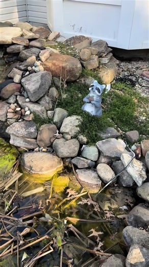 Reminder that your ponds need baths too!!! #aquaticfrog #fyp #nature #ponds #waterfalls