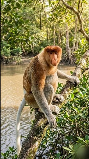 The world's longest-nosed monkey! 🐒 | Proboscis Monkey Facts #shorts #animals #wildlife