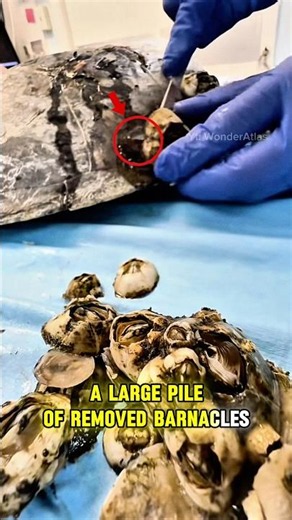 Why Were These Barnacles So Hard to Remove From This Sea Turtle? #SeaTurtle #Barnacles #turtlerescue