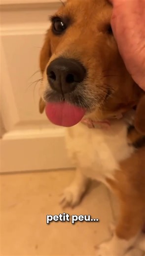 Beagles Of Burgundy on Instagram: "La BoBette Dorine se colle contre la porte, visiblement angoissée. Elle tire la langue, bave presque, les oreilles en arrière. Cette beagle de laboratoire semble la plus angoissée des 9 dernières chanceuses avec lesquelles elle a été libérée de l'expérimentation animale. A côté d'elle, les autres beagles issues de l'expérimentation animale débordent de vitalité et d'imagination. La plupart des BoBettes les plus novices, elles, croient qu'il convient à ce moment