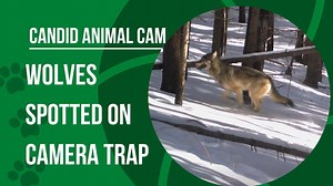 9.6K views · 41 reactions | Grey wolves are the ancestor of all...