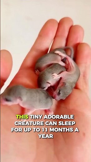 This Tiny Animal Sleeps Longer Than a BEAR! Meet the Dormouse🐭💤