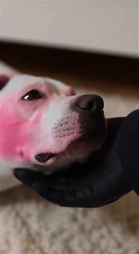Owner Paints Her Dog To Look Like A Plushie