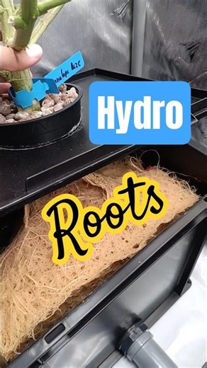 Hydro Roots even without a high school diploma