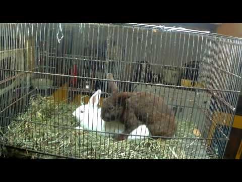 Cute True Dwarf Rabbits / bunnies Mating