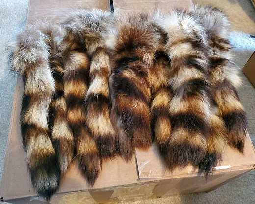 Real Raccoon Tail Taxidermy Keychain - Etsy
