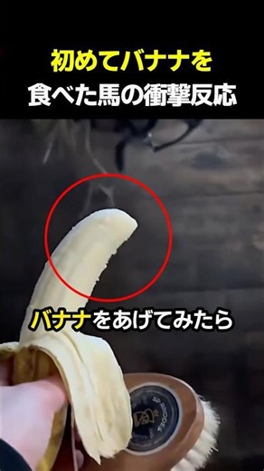 The Shocking Reaction of a Horse Eating a Banana for the First Time