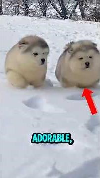 Top 5 Fluppiest Animals in the world 🥰