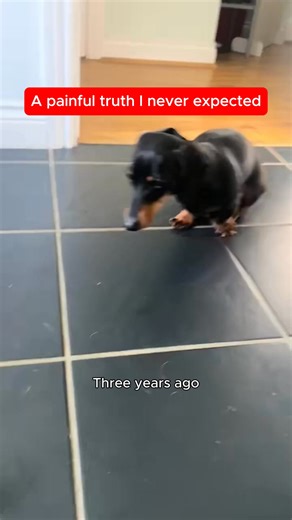 Honestly, I'm nervous about sharing this story. But if IVDD or watching your dog drag their back legs in screaming pain is ruining your life, you deserve to know what I discovered. My reality for the past 8 months has been absolute hell — sleepless nights listening for Noodle's cries, $20,000 in emergency surgeries, watching my Dachshund's legs give out without warning. Normal walks became impossible. Letting him jump on the couch was off-limits. Even petting him turned into a nightmare of check