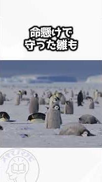 [Chilling] The "fight" of emperor penguins. The truth about kidnapping and slaughter as parents l...