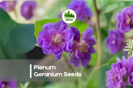 25 Plenum Geranium Seeds - Etsy