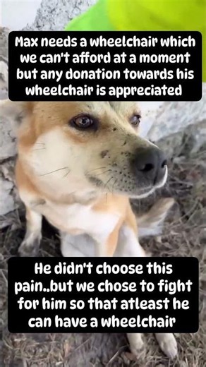 All it takes is $200 to give him the medical care he desperately needs and a real chance to recover.