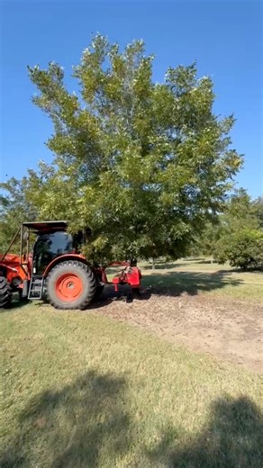 2025 Edwin Evers Pecan harvest is in full swing! We’re taking preorders, order here: https://www.edwineverspecans.com/product-page/farm-fresh-pecan-halves | Edwin Evers