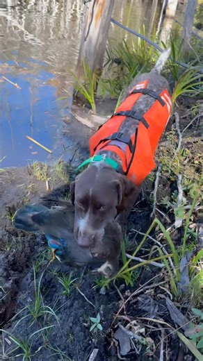 Violet retrieving a wood duck while grouse hunting. #Gsp #huntingdog #waterfowl #duckhunting | Violet the GSP