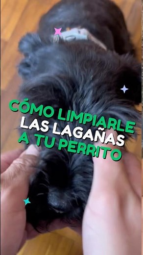 This is how you can clean your dog's eye discharge 🐶