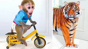8.8K views · 42 reactions | Funny little monkey: A little monkey riding a bicycle meets a ferocious tiger, what sparks will they create? | Okeeey | Facebook