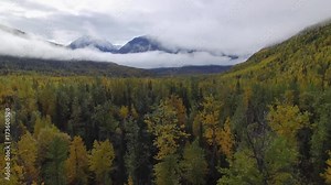 Fly over autumn trees and mountain with fog