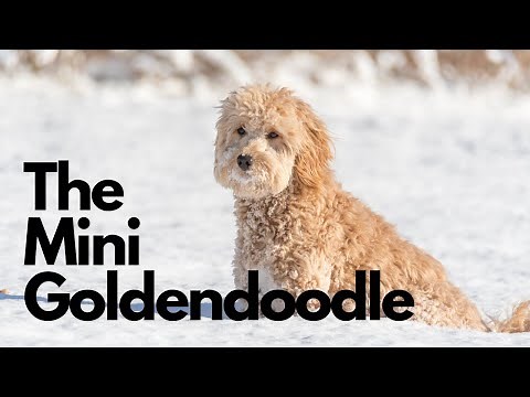 Mini Goldendoodle Delights: 14 Charming Facts That Will Melt Your Heart
