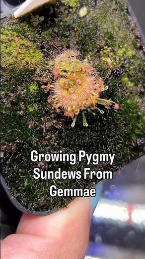 Growing Pygmy Sundews From Gemmae