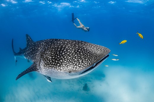 Swimming with Whale Sharks in 2026 | Australia's Coral Coast
