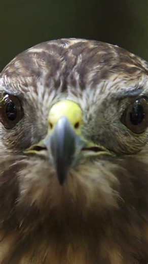 Red-tailed Hawk Sounds - Raptor Calls