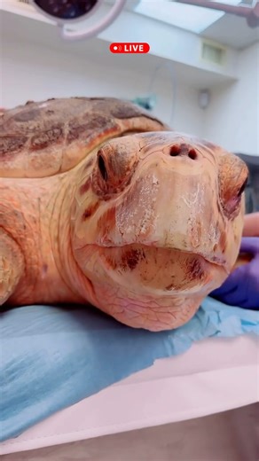 LIVE Molly’s pre-release exam! #rescuerehabrelease #teammolly #seaturtlehospital #loggerhead #compassioniscontagious @turtlebette | The Turtle Hospital