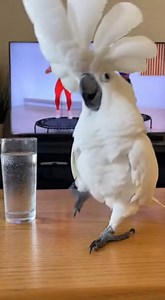 Details: Who needs a gym buddy when you have a sassy cockatoo for motivation? This little guy is absolutely bringing the heat to his rebounder workout. Watch him step, stomp, and fluff his crown to the beat! Tag a friend who needs a workout partner like this! #DancingBird #CockatooLife #WorkoutMotivation #Rebounding #GymBuddy #FunnyAnimals #Cardio | Pet Family