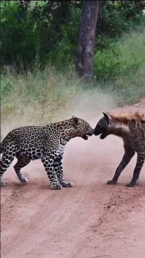 Wild Realm | Jaguar vs Hyena: A Tense Roadside Standoff