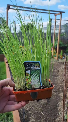 4.5K views · 41 reactions | "Spring Onions ⁠ ⁠ Today I'm planting my...