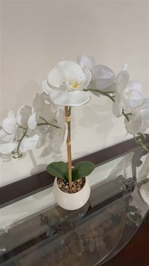 Watch Best orchid plant ever on Amazon Live