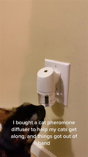 #meow #kittykisses #catsoftiktok #voidcats